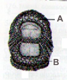 Lepadogaster lepadogaster_claves_02.jpg